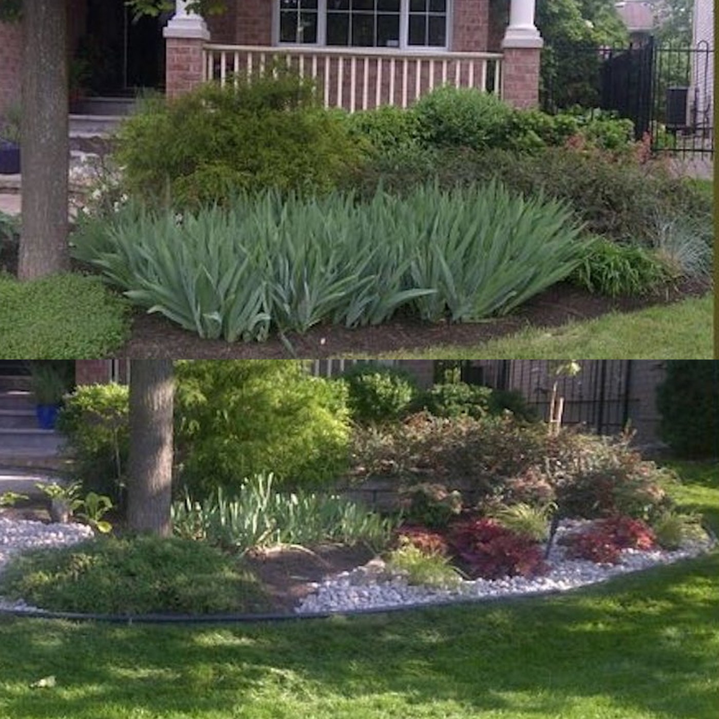 Front bed before and after — bearded iris monoculture replaced with mixed shrubs, layered perennials, and a clean curved river-rock edge