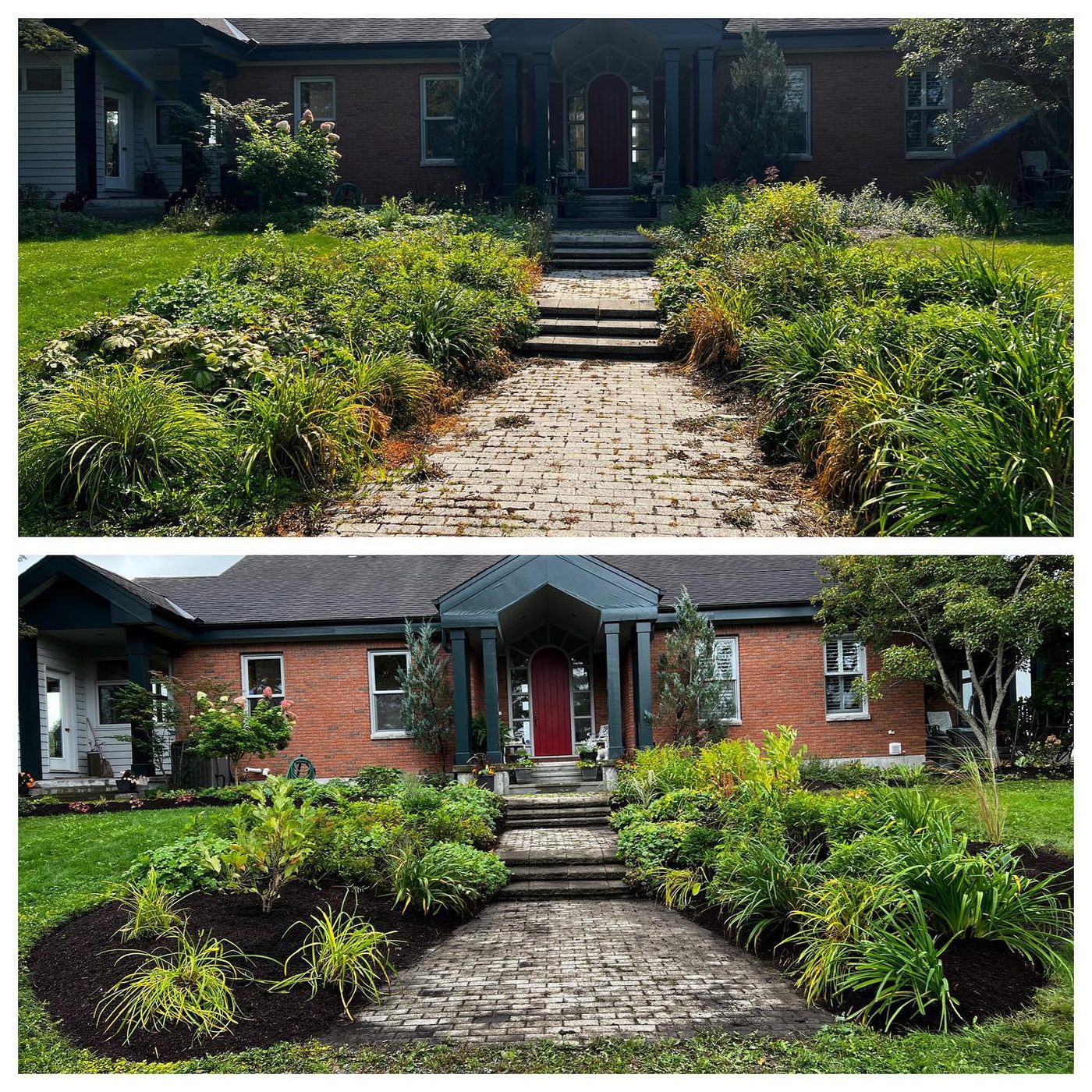 Front walk before and after — overgrown to refined