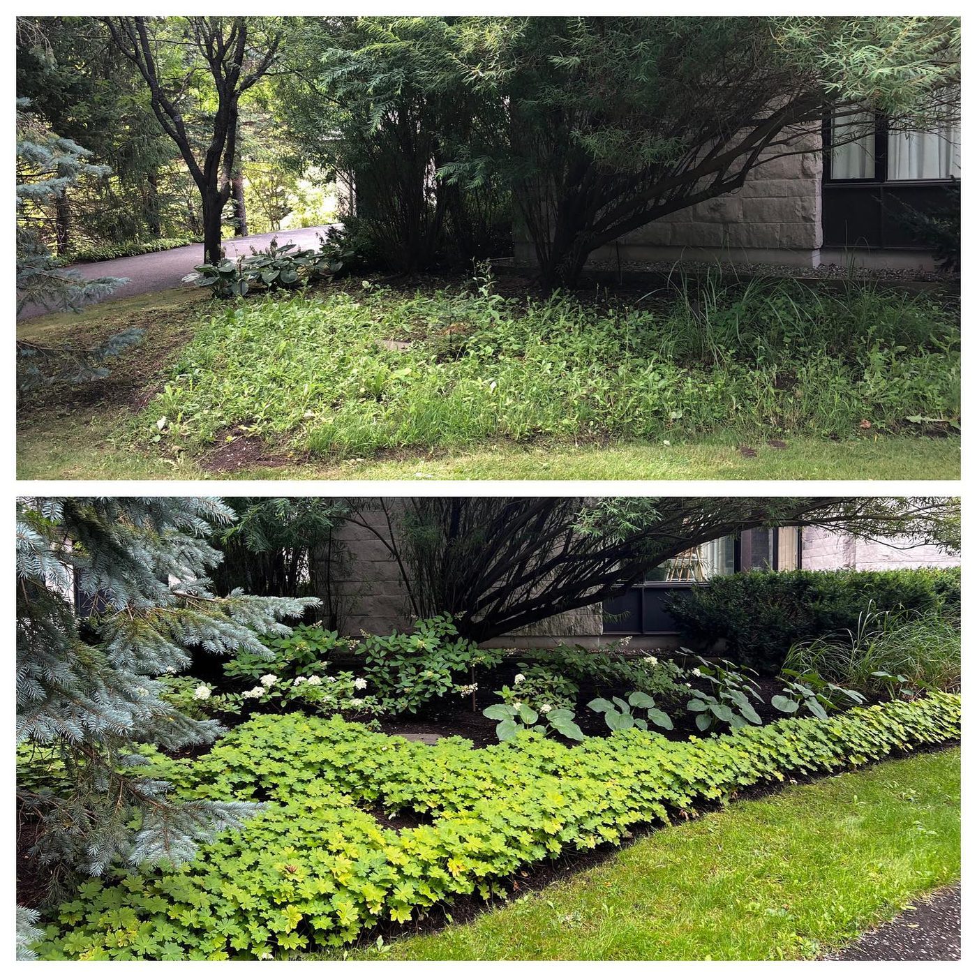 Side yard before and after — overgrown to a row of perennials